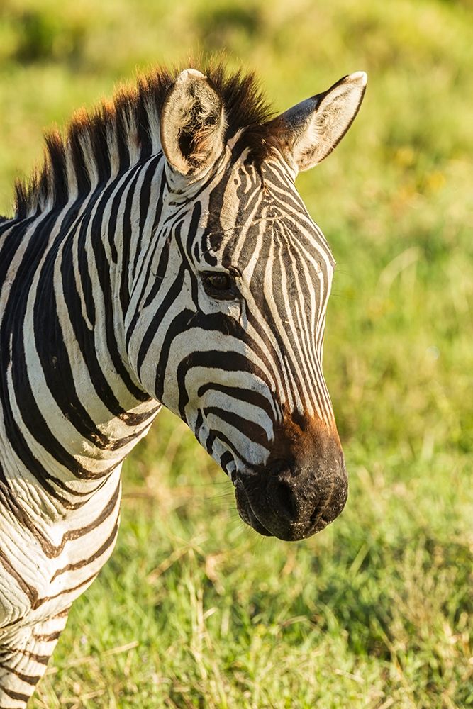 Africa-Tanzania-Ngorongoro Crater Plains zebra head
